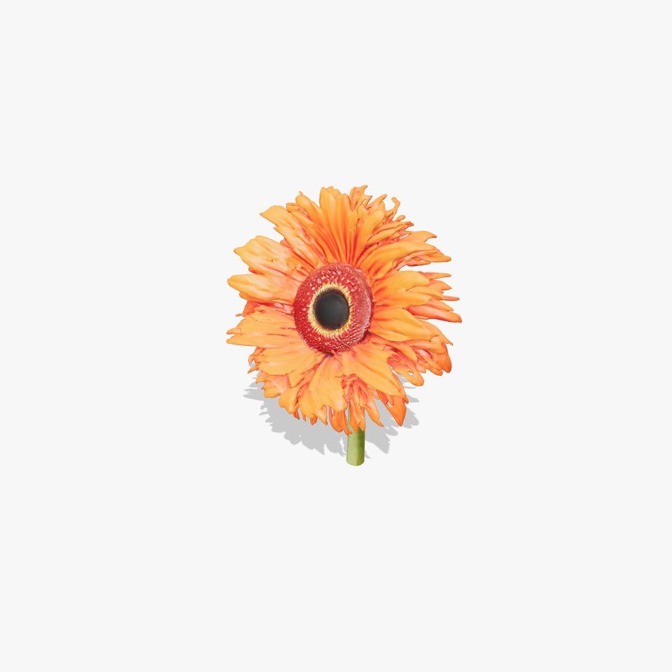 Orange Gerbera Flower model pack